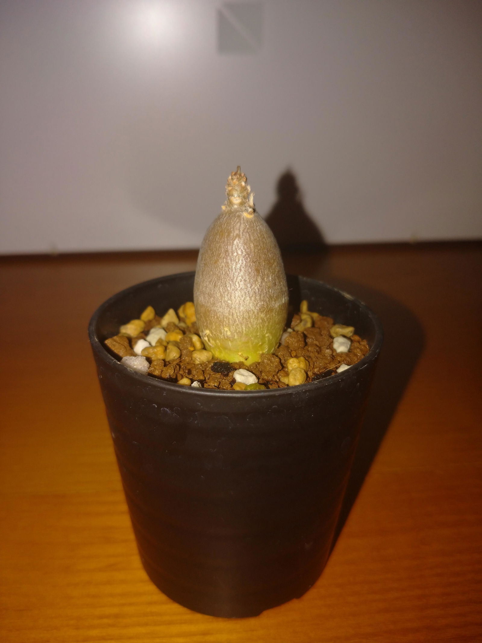 現品限り】パキポディウム・グラキリス【T32】 Pachypodium gracilius