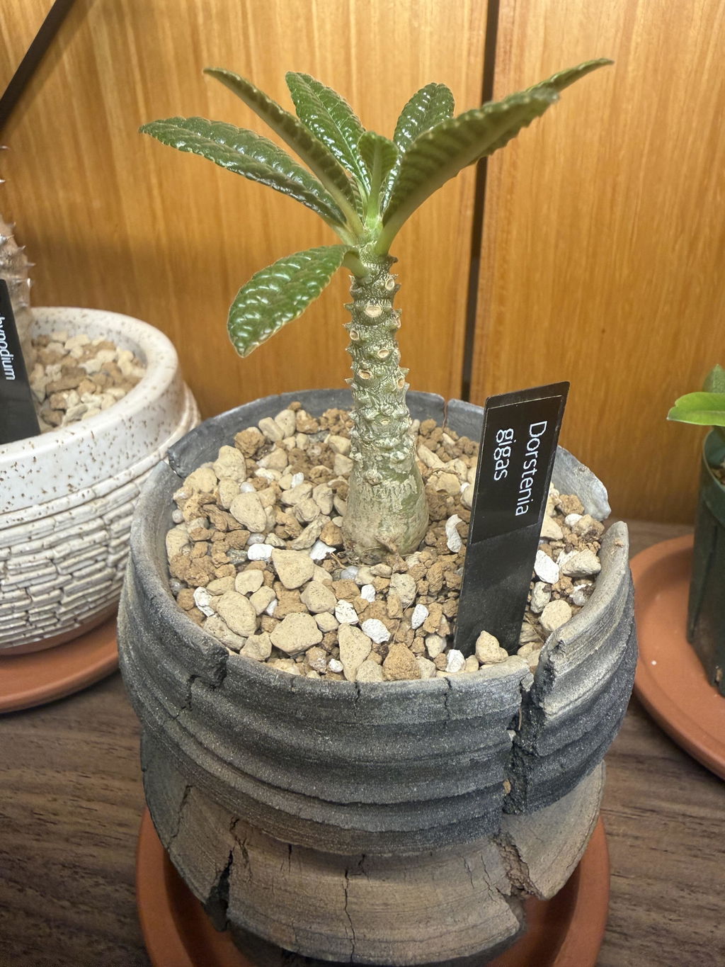 現品限り】アフリカ亀甲竜【E1】 Dioscorea elephantipes 塊根植物