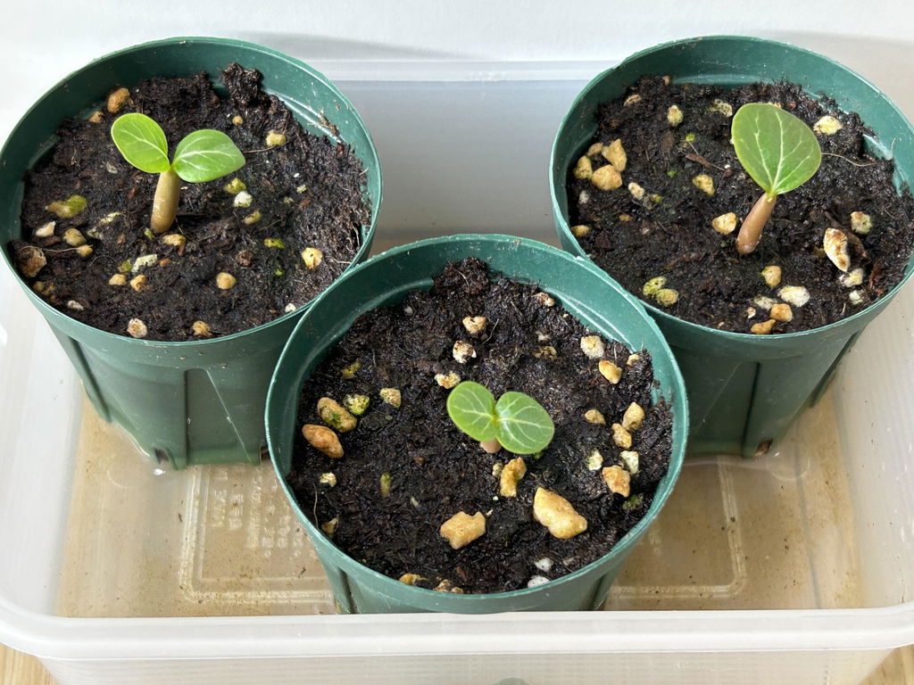 種】アデニウム・ソコトラナム [野生採種](ソコトラ島)/Adenium