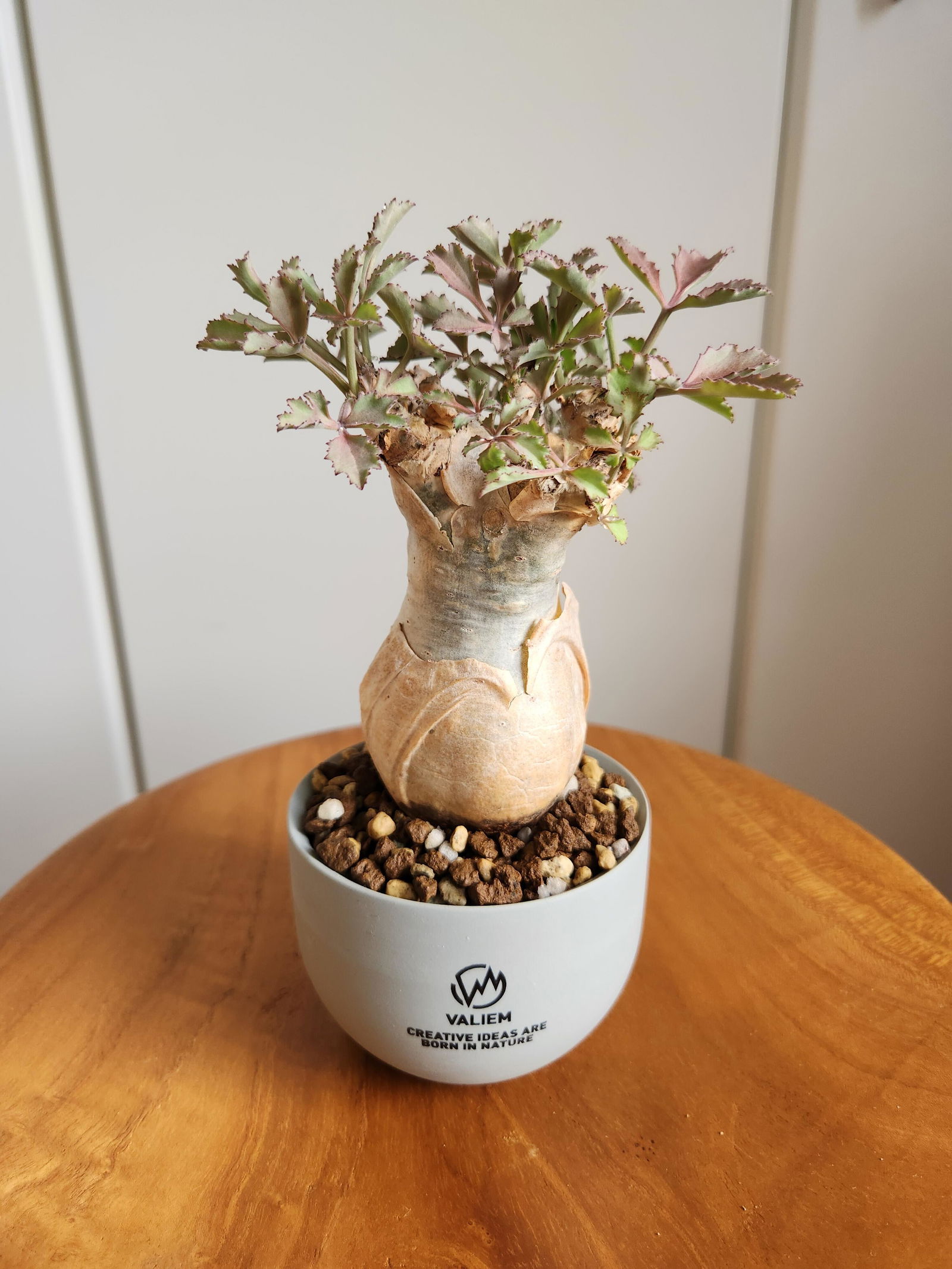 現品限り】ドルステニア・ジプソフィラ【V12】 Dorstenia gypsophila