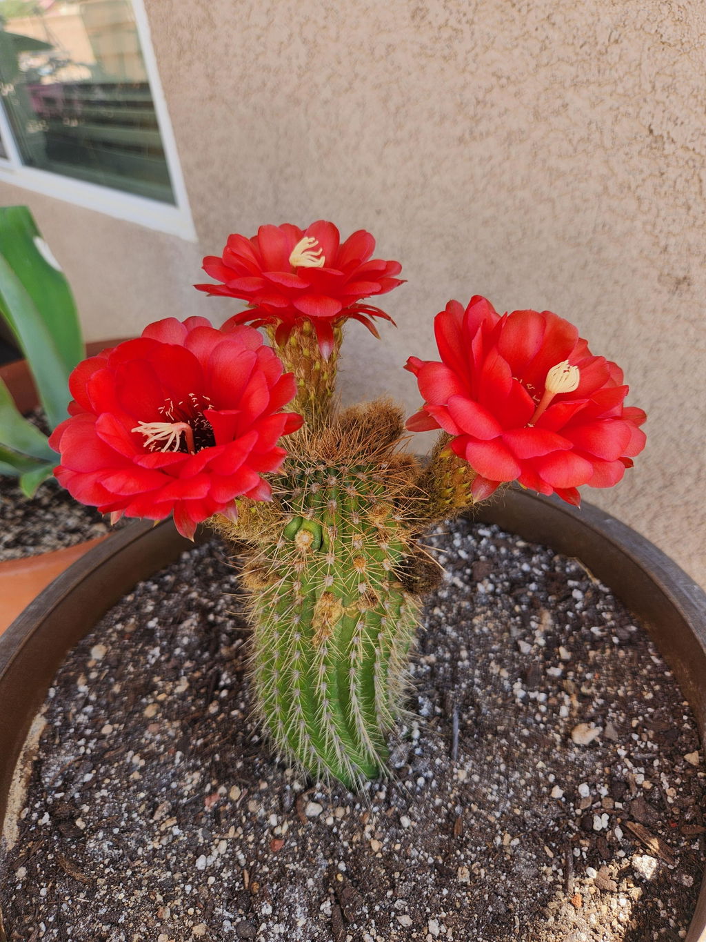Red Trichocereus Hybrid - Echinopsis hybrid