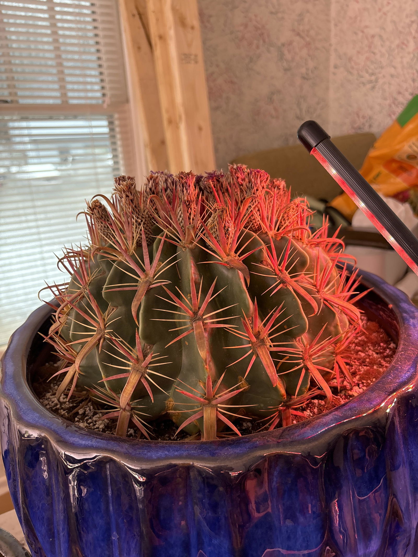 Cactus Warehouse | Exotic Cacti Collection & Quality Desert Plants