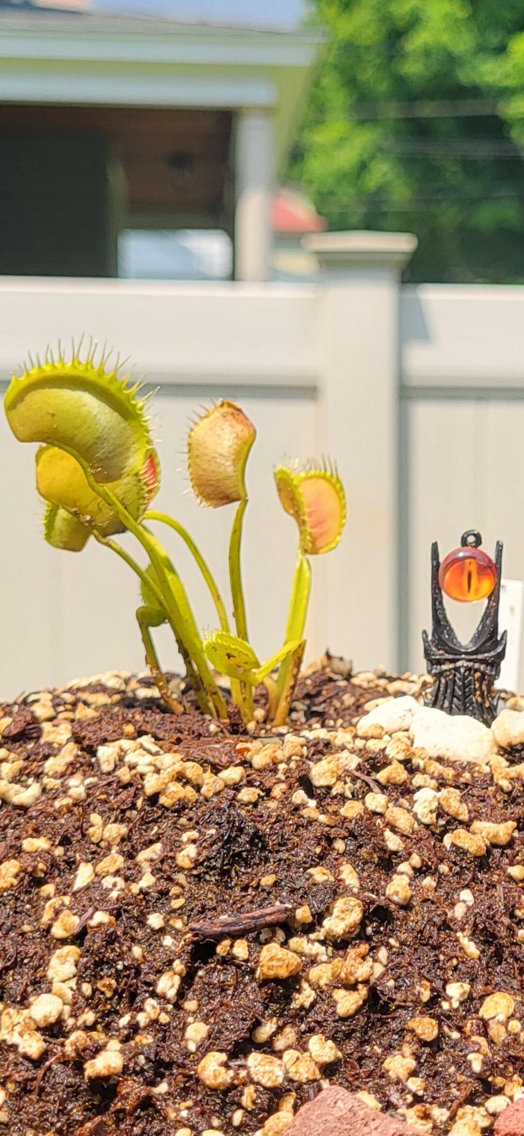 ベラドンナ Dionaea Eye of Sauron Venus Flytrap