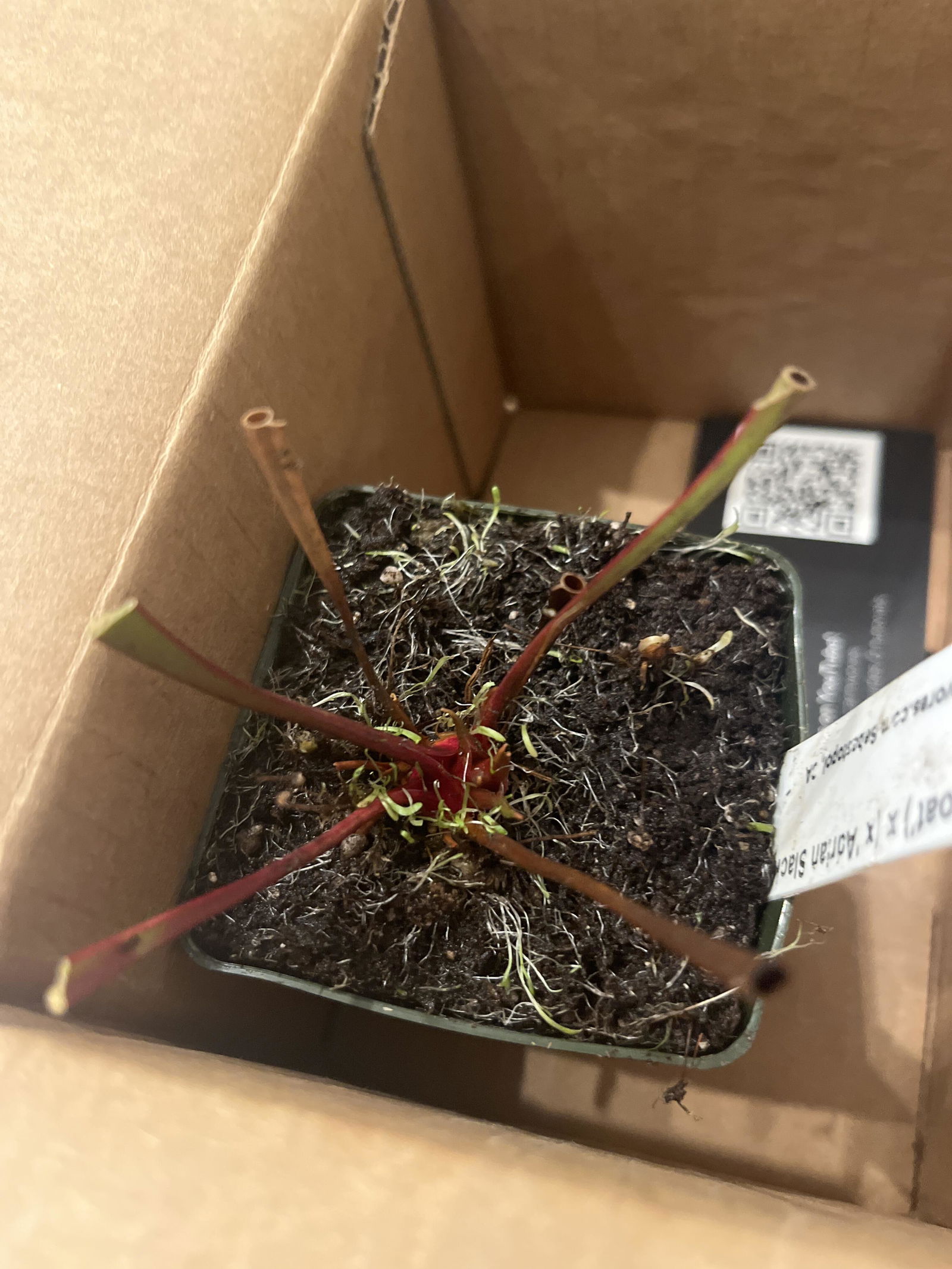 Sarracenia Deep Throat x Adrian Slack Pitcher Plant