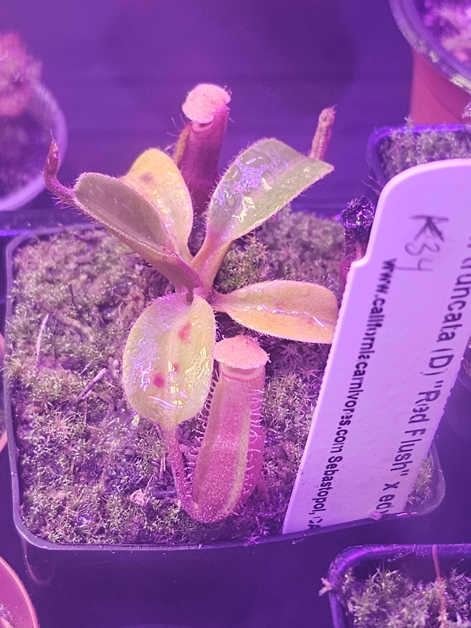 Nepenthes truncata (D) “Red Flush” x edwardsiana “giant” CalCarn TC Po