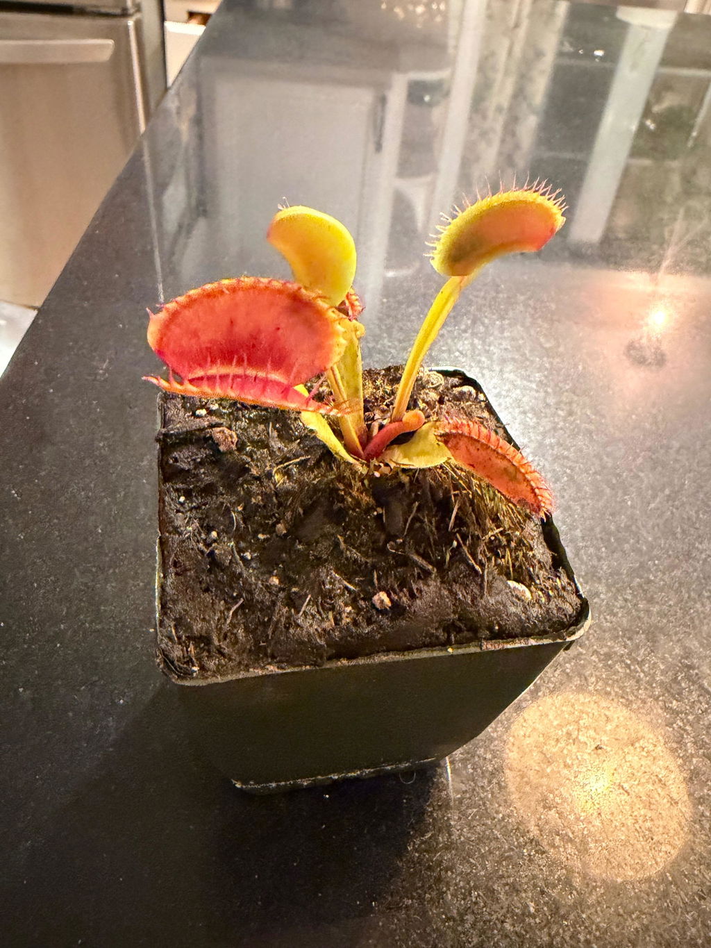 Dionaea m. Chupacabra Venus Flytrap
