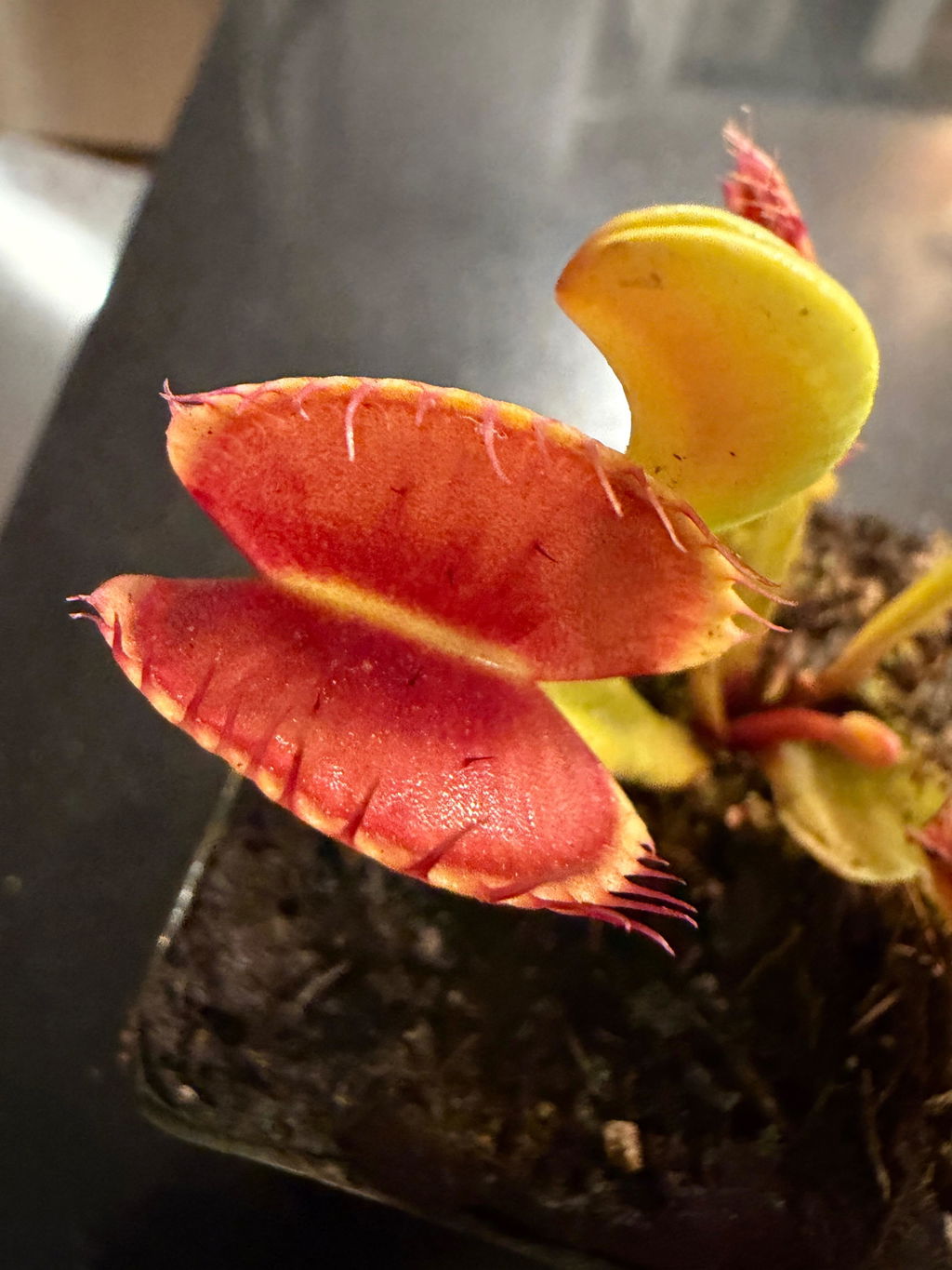 Dionaea m. Chupacabra Venus Flytrap