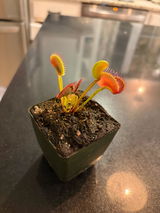 Dionaea m. Chupacabra Venus Flytrap