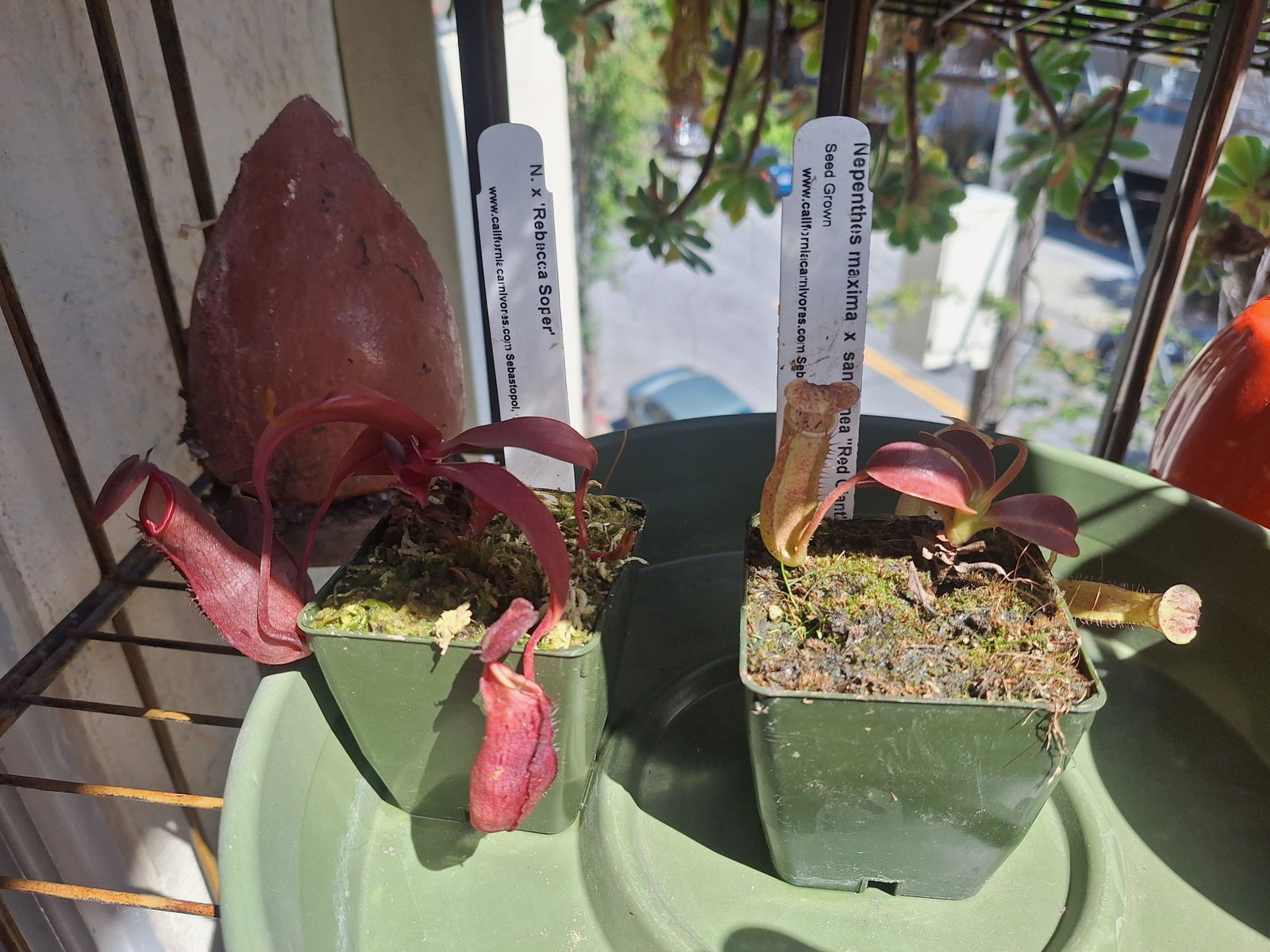 Nepenthes x 'Rebecca Soper' Potted