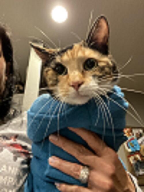Calm & Cozy Cat Wrap Pro Medium