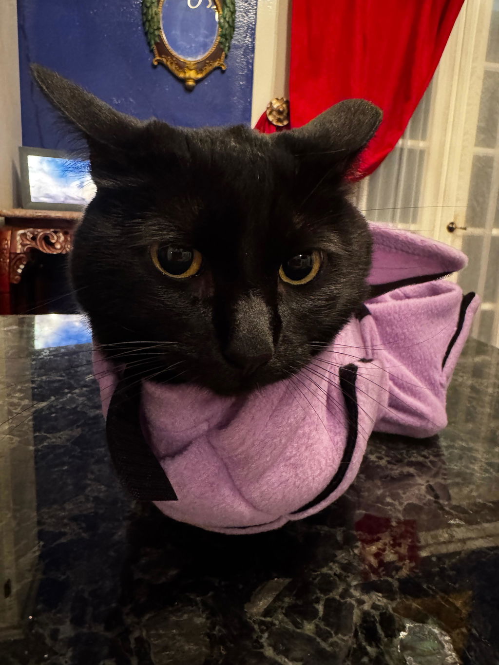 Pro Cat Wrap