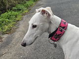 Collar Martingale BENÉFICO - 112 CARLOTA GALGOS
