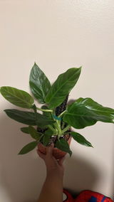 User picture