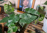 User picture
