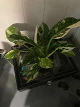 User picture