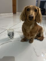 Pet Portrait Pencil Holder