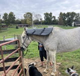 OMI PEMF Horse Neck Wrap