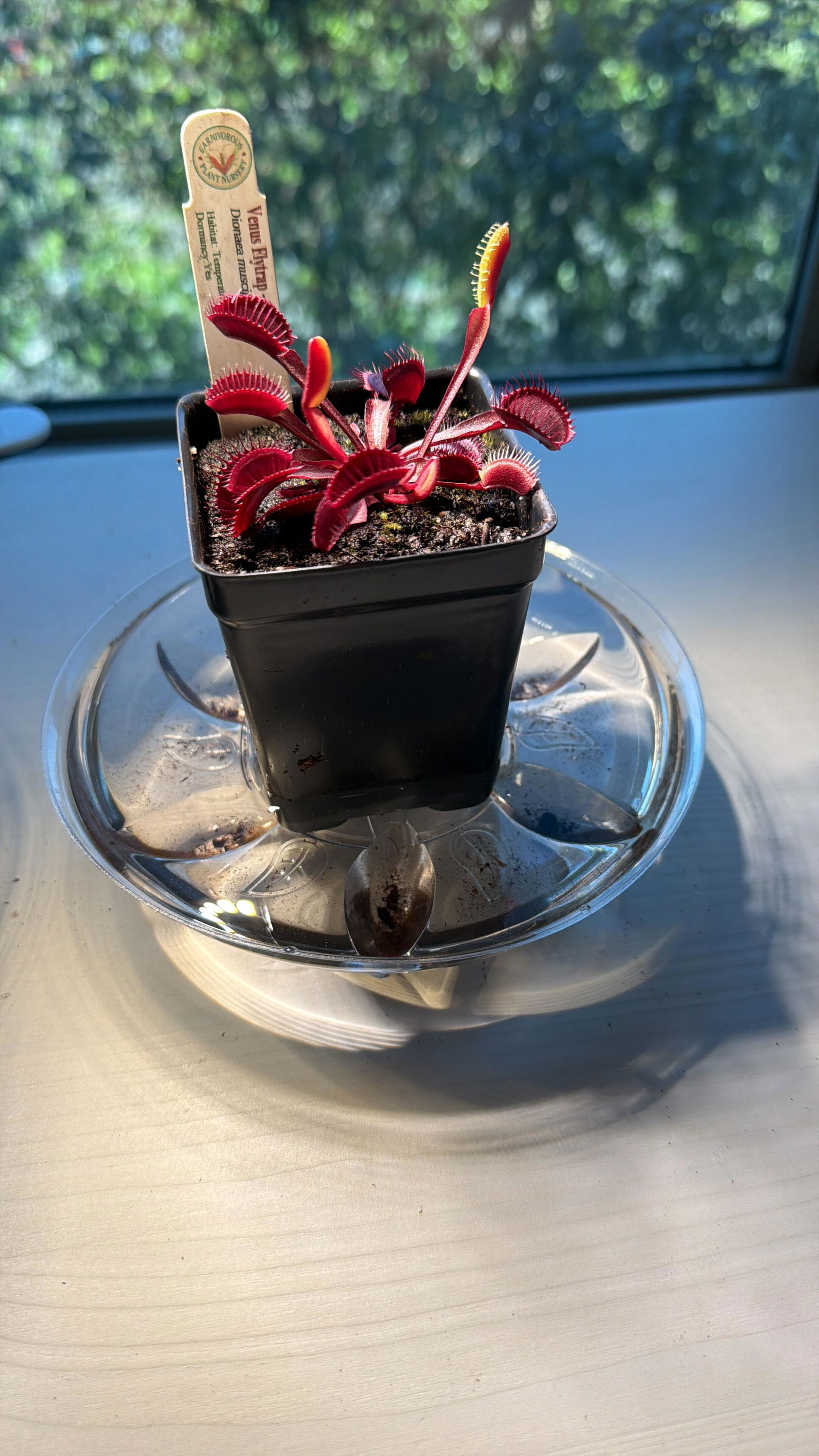 Red Dragon Venus Flytrap - Akai Ryu | Buy Carnivorous Plants
