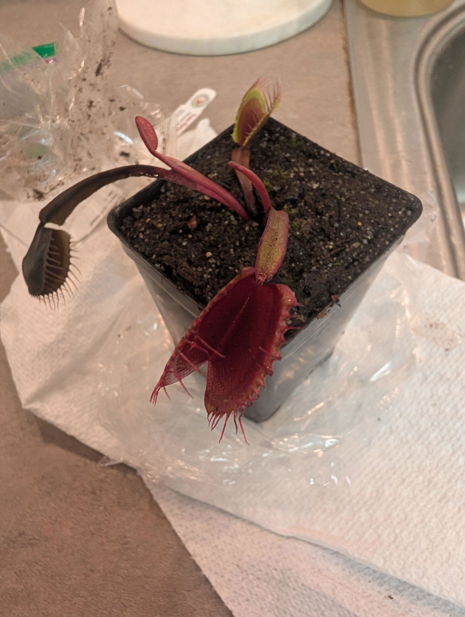 Red Dragon Venus Flytrap - Akai Ryu | Buy Carnivorous Plants