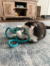 Ink Floyd - A Wool Octopus Toy for Cats