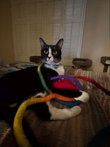 Catch a Mouse by the Tail - Wool Cat Toy
