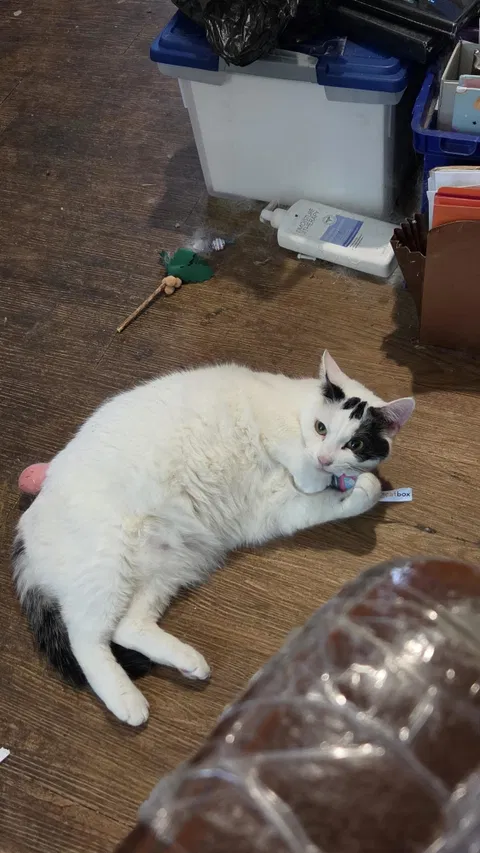 catbox
