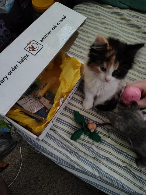 catbox