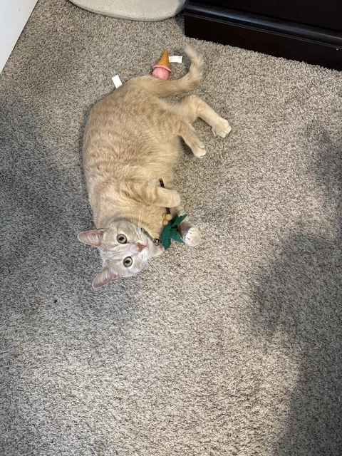 catbox