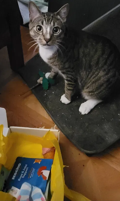 catbox