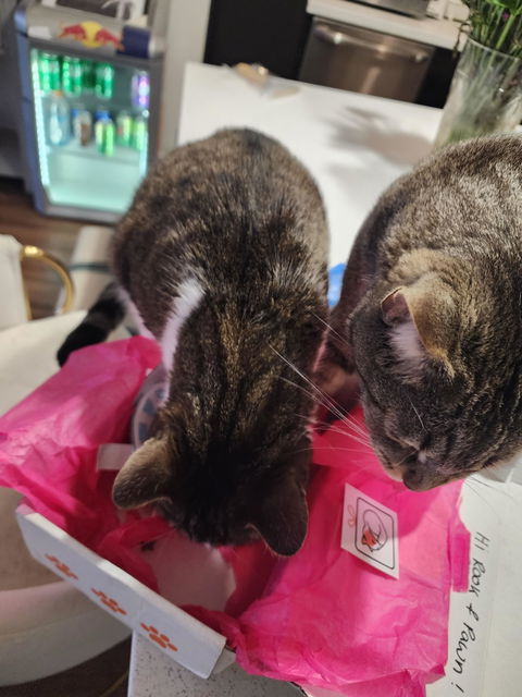 catbox