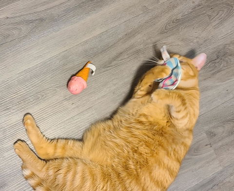 catbox