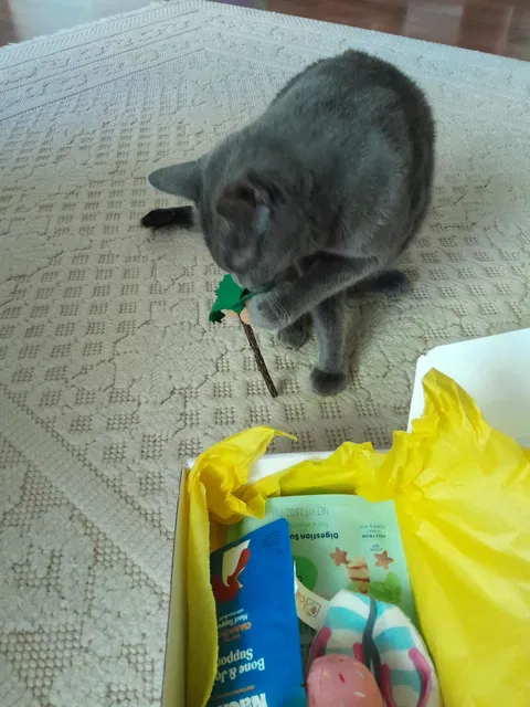 catbox