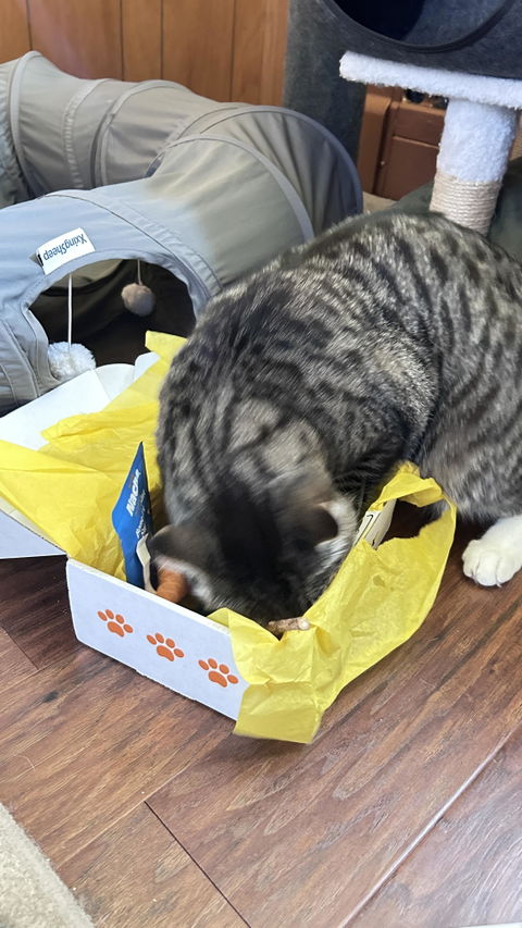 catbox
