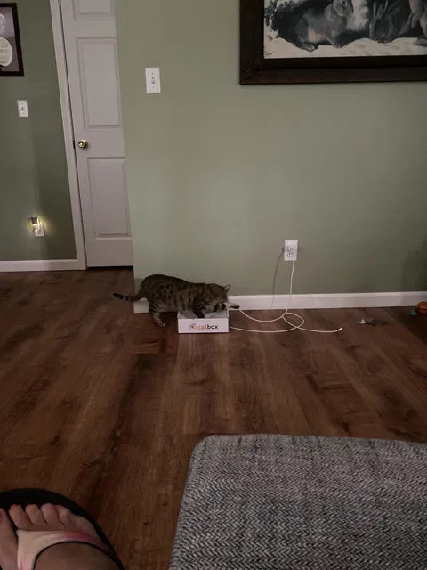 catbox
