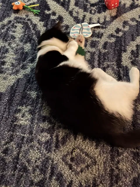 catbox