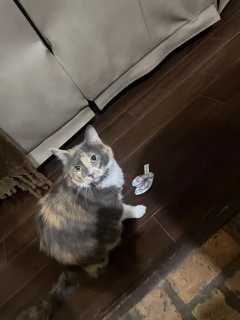 catbox
