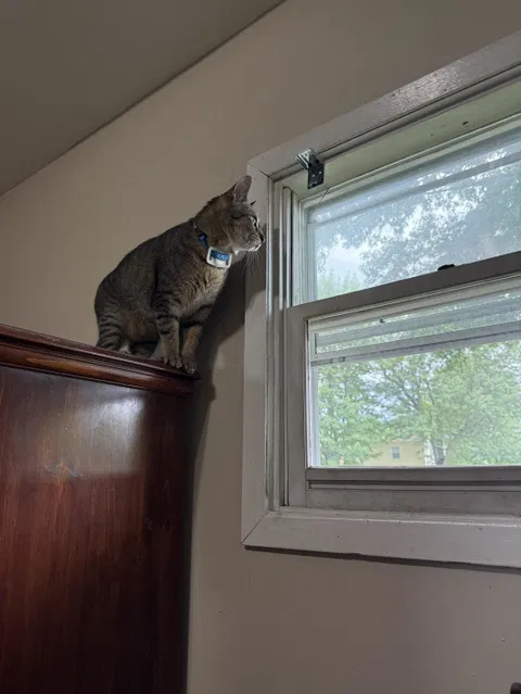catbox