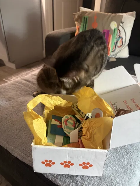 CatBox