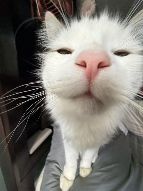 catbox