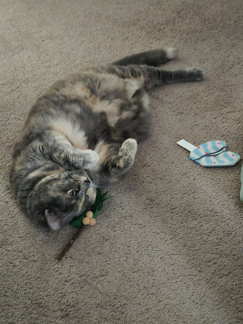 catbox