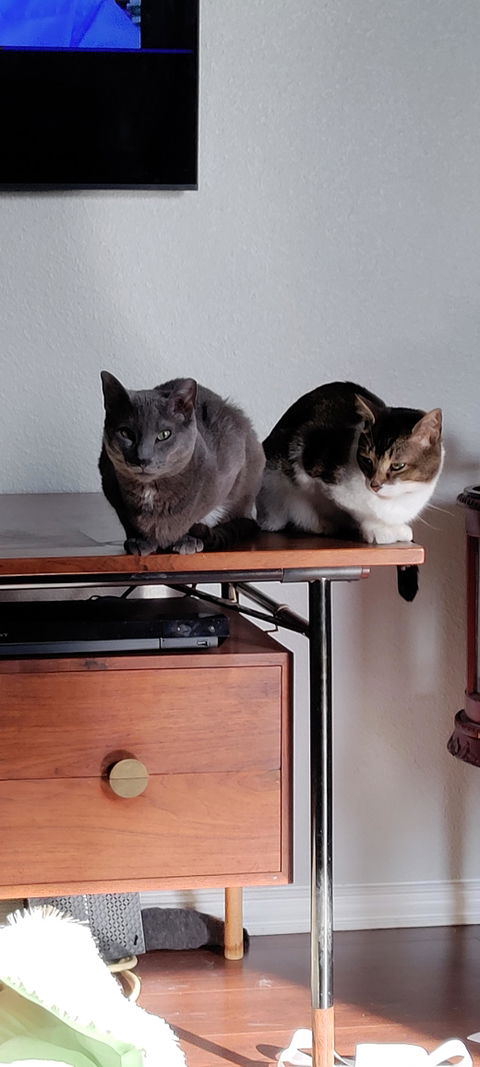 catbox