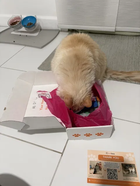 catbox