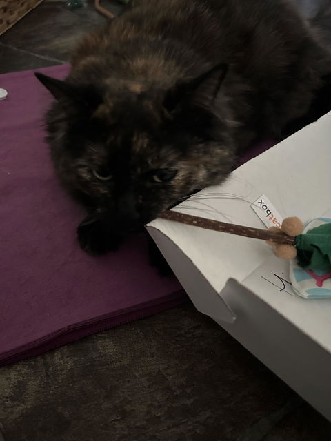 catbox