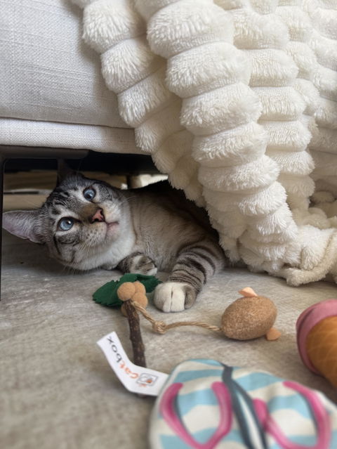 catbox