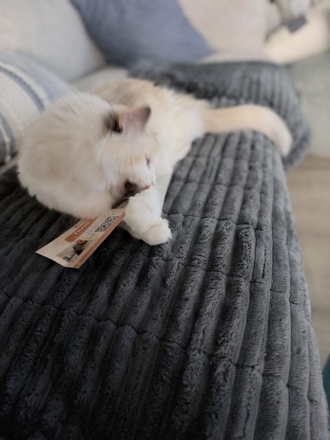 catbox