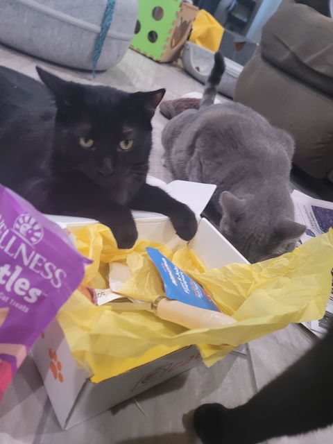 catbox
