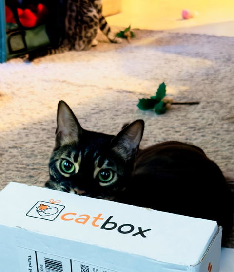 catbox