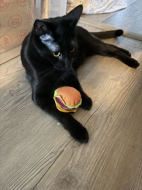 catbox