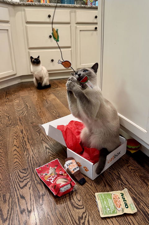 catbox