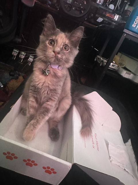 catbox